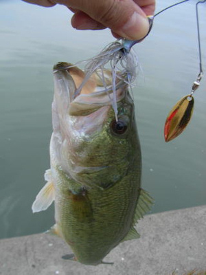 霞ヶ浦のバス 霞ヶ浦のバス